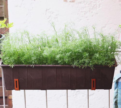 Dill plant container in balcony