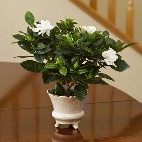 Best Indoor Plants For Smell - www.inf-inet.com
