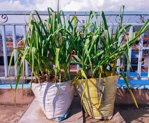 Garlic plant bag in balcony
