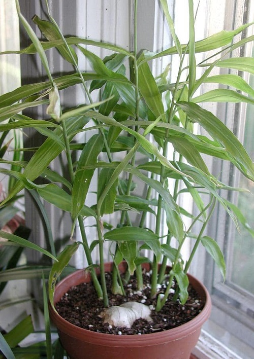 Ginger plant in Glass balcony