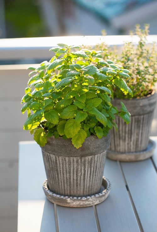 Best Balcony Garden Herbs 2