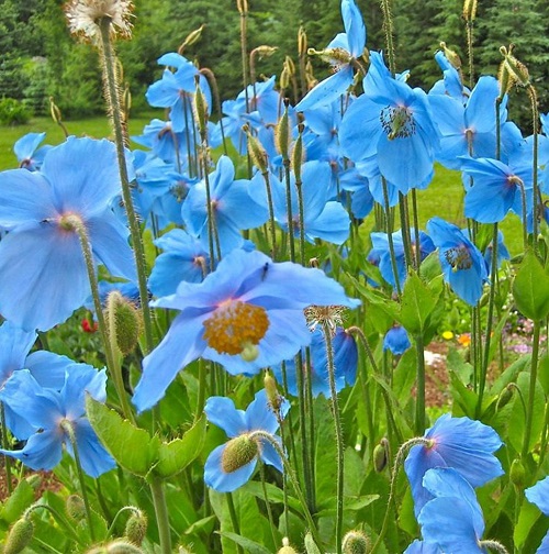 Blue Flowering Plants 10