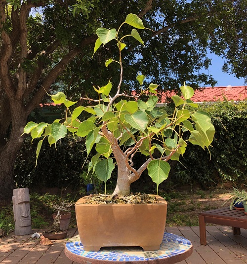 India's Greatest Lucky Plants 2