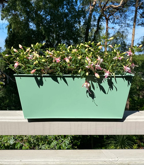 Sage plant in balcony Garden