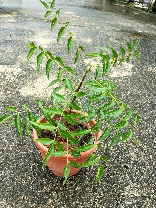 Top Lucky Garden Plants