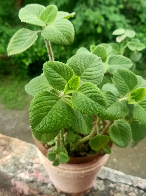 Ajwain potted plant 9