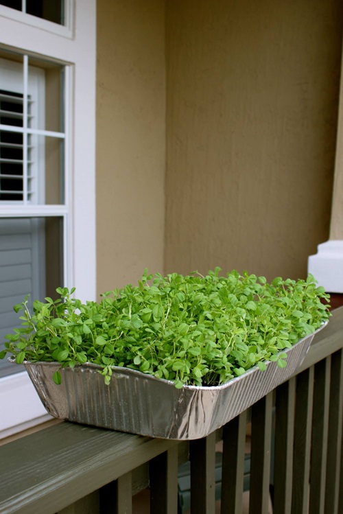Fenugreek in balcony on railing 5