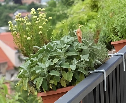 Sage plant in balcony Garden