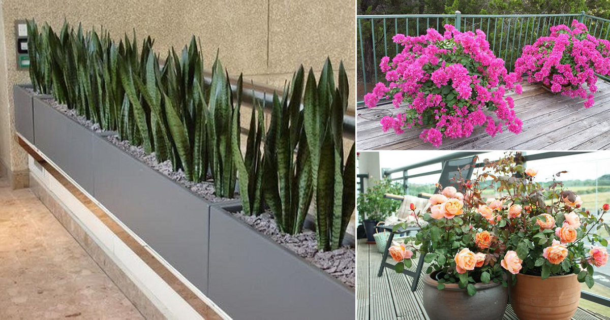 16 Best Terrace Plants | Roof Garden Plants You Should Grow