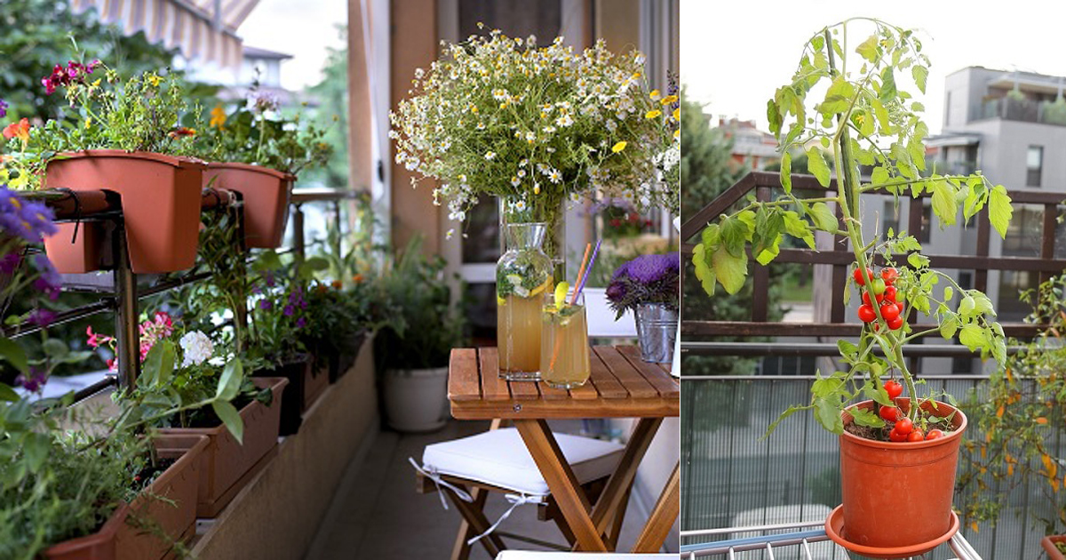  Best Plants For Balcony Garden In India India Gardening - Hanging Plants For Balcony In Hindi