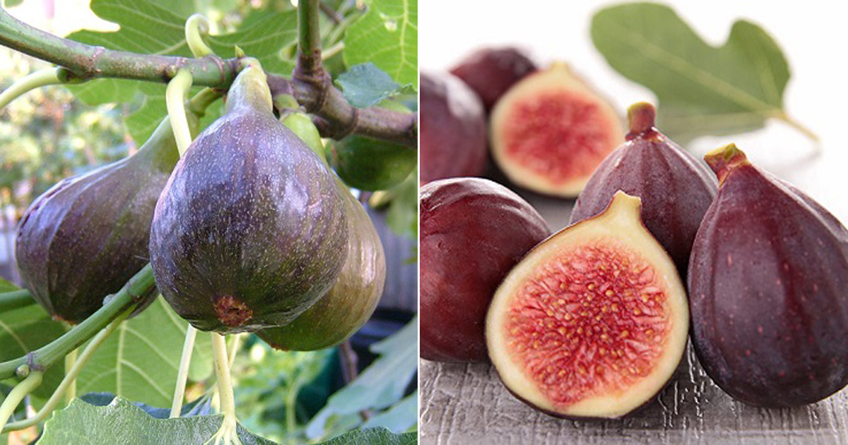 Anjeer Fruit Benefits Health Benefits of Fig • India Gardening