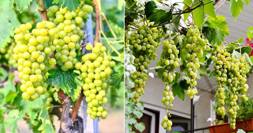 How To Grow Grapes At Home