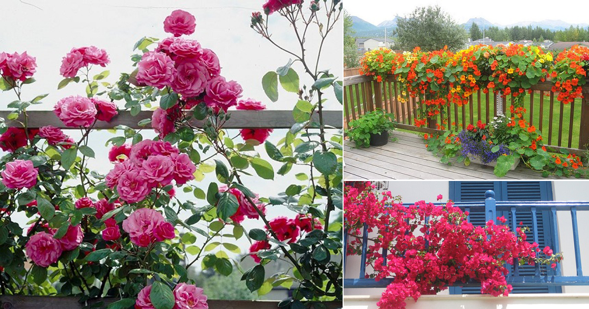 12 Beautiful Climbing Plants For, Best Plants For Garden Trellis In India