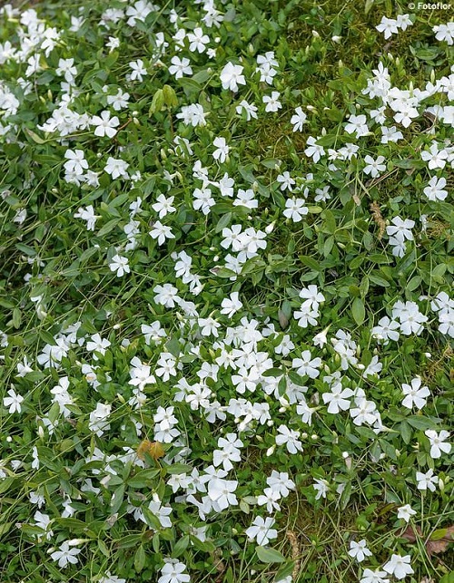 10 Beautiful White Ground Cover Plants, Ground Cover Plant With Small White Flowers
