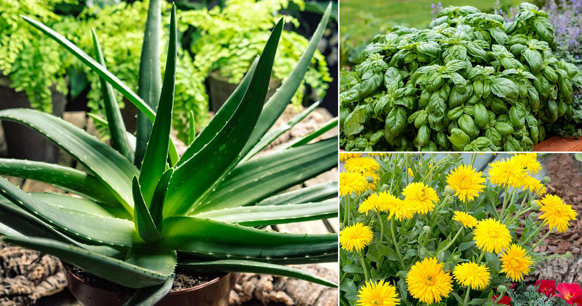 Best Ayurvedic Plants To Grow In India India Gardening