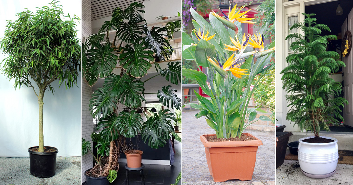 Best Plants For Balcony Cheapest Sale, Save 59% | jlcatj.gob.mx