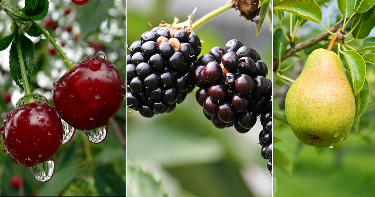 Rainy Season Fruits in India | 9 Best Monsoon Fruits • India Gardening
