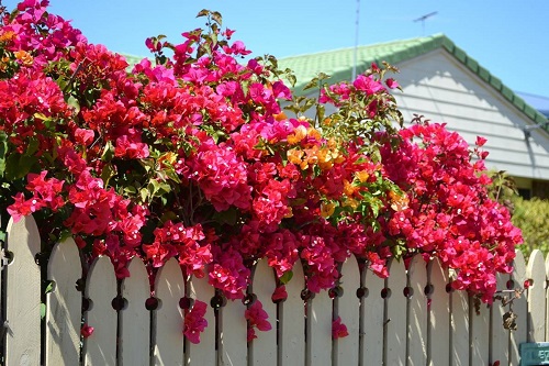 14 Stunning Live Fence Plants In India, Best Plants For Garden Trellis In India