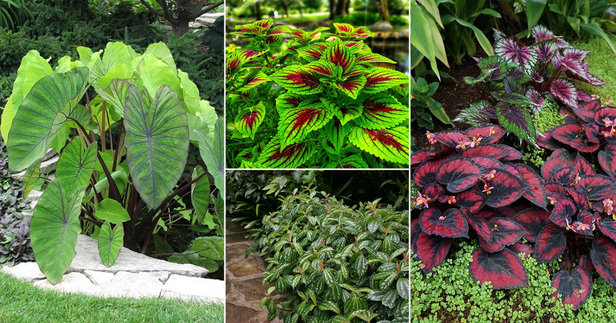 10 Best Foliage Plants in India | Plants with Beautiful Leaves