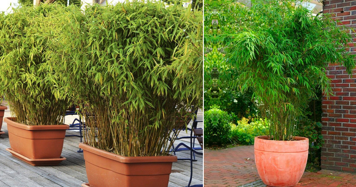 How To Grow Bamboo In Pots2 