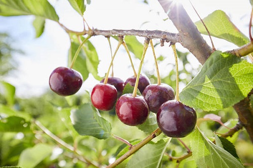 How to Grow Cherry Fruit | Growing Cherry Trees