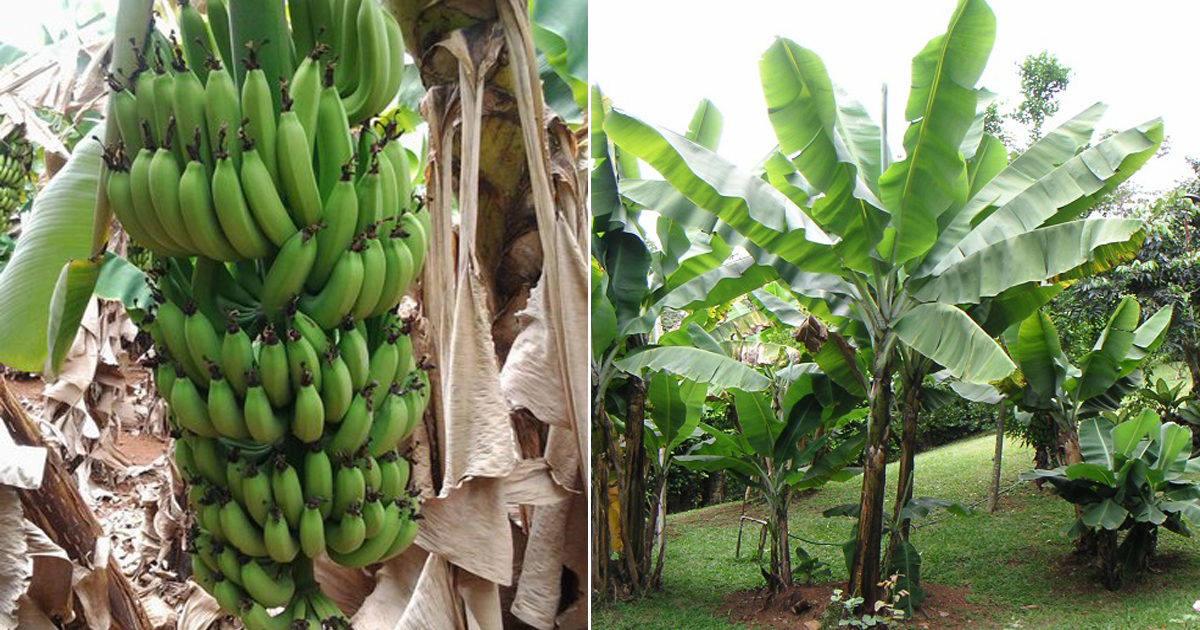 G9 Banana | Grand Nain Banana Information and Cultivation