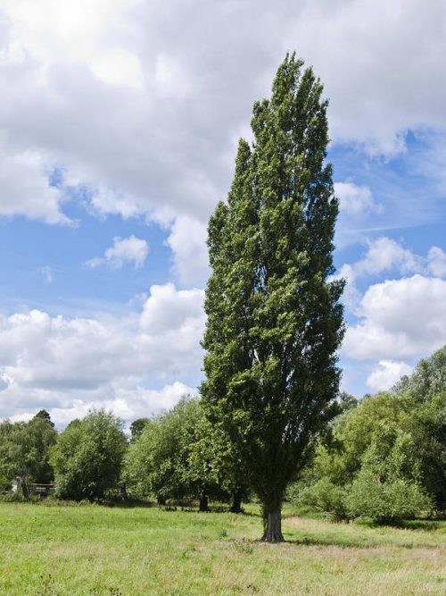 Poplar Tree
