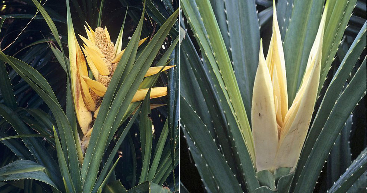 How to Grow Kewra Flower Plant | Growing Fragrant Screw Pine