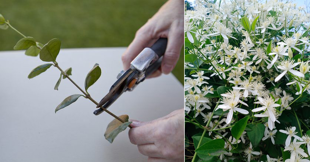 Raat ki Plant Care Tips Taking of Night Blooming Jasmine