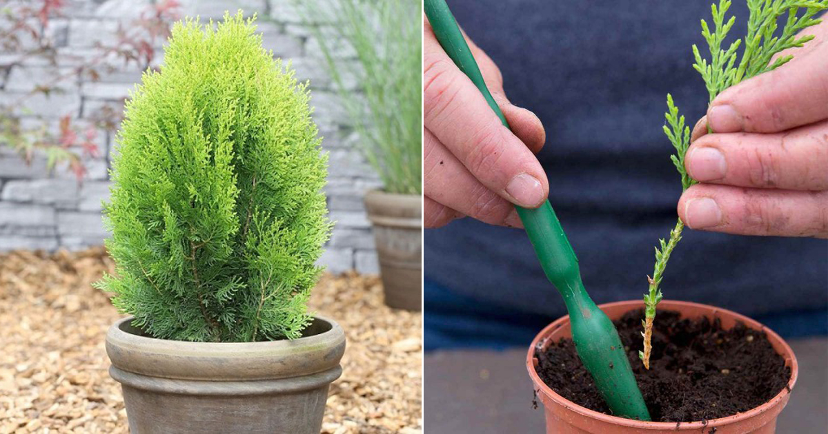 Plant and Vastu Tips | How to Grow Thuja Plant from Cutting India