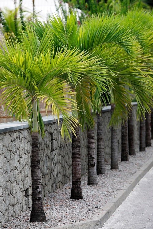 royal palm seeds
