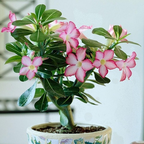 12 Lucky Plants for Home to Bring Good Luck and Health