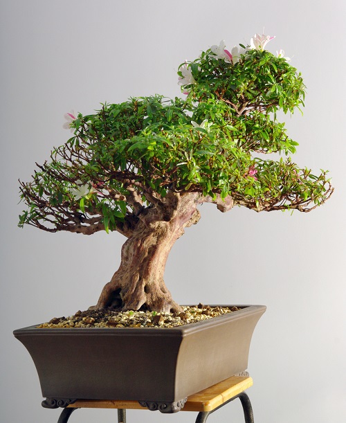 How to Grow Bonsai at Home in India • India Gardening