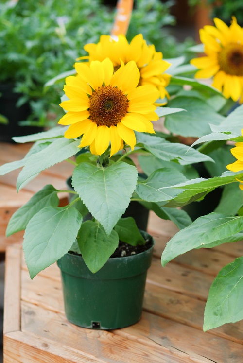 How to Grow Surajmukhi ka Phool | Growing Sunflowers in Pots