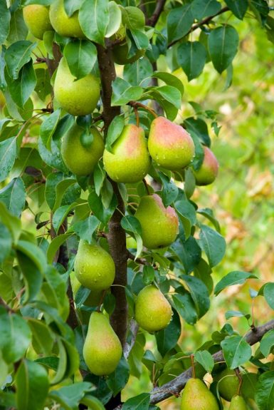 How to Grow Nashpati ka Ped | Growing Pear • India Gardening