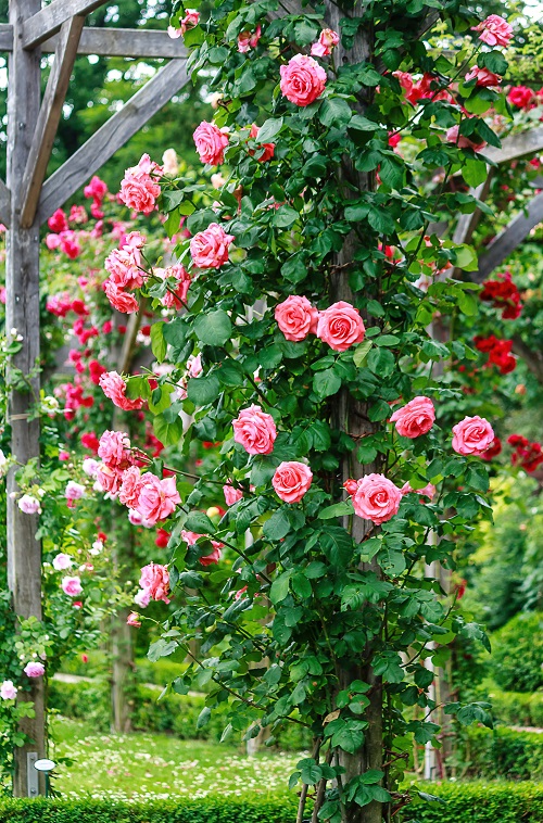 Taking Care Of Gulab Ka Phool Rose Flowering Guide • India Gardening