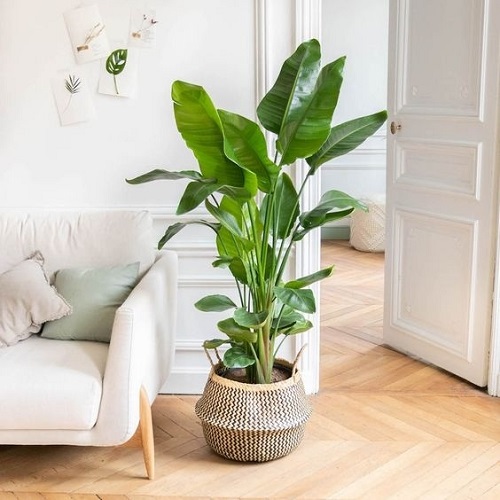 Best Big Leaf Indoor Plants