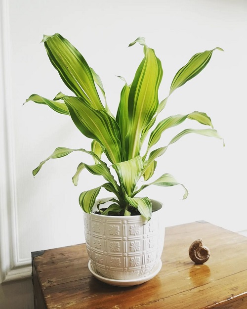 The Greatest Indian Indoor Big Leaf Plants