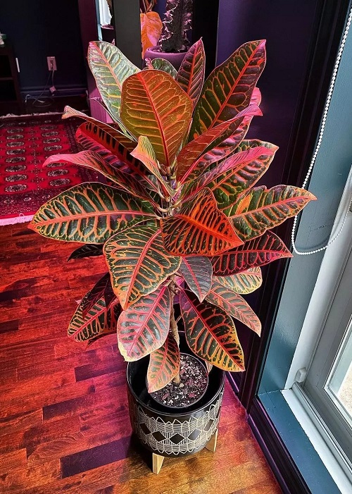 India's Finest Indoor Big Leaf Plants to Grow