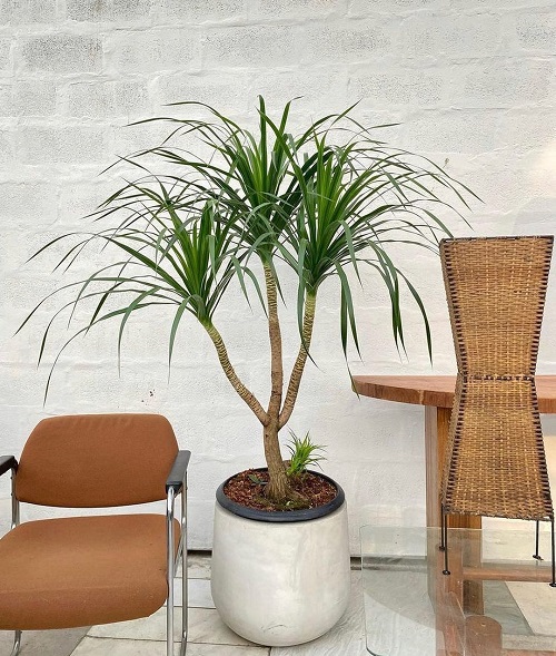 India's Finest Indoor Big Leaf Plants to Grow