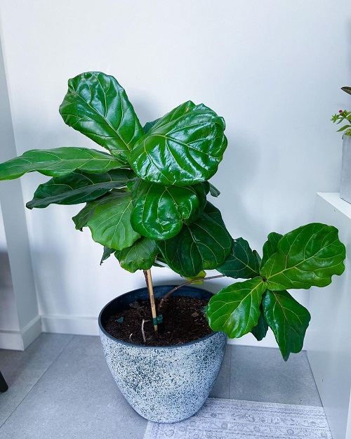 Best Big Leaf Indoor Plants to Grow