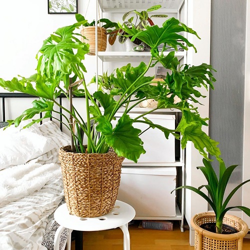 India's Top Indoor Big Leaf Plants