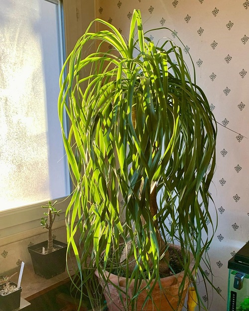 India's Top Indoor Big Leaf Plants to Grow