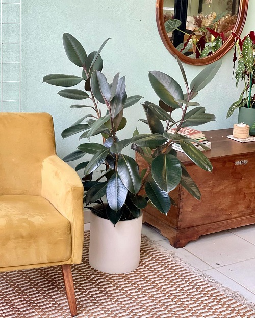 India's Best Big Leaf Indoor Plants to Grow