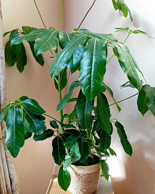 India's Top Indoor Big Leaf Plants to Grow