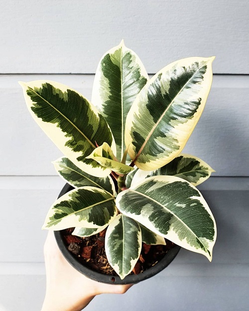 Different Types of Rubber Plants 8