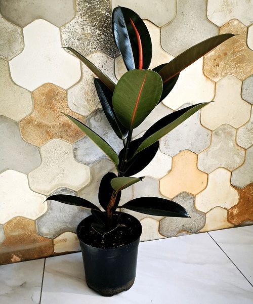 Different Types of Rubber Plants 12