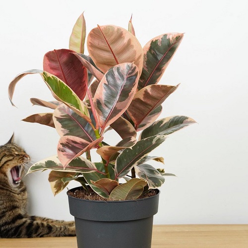 Different Types of Rubber Plants 22