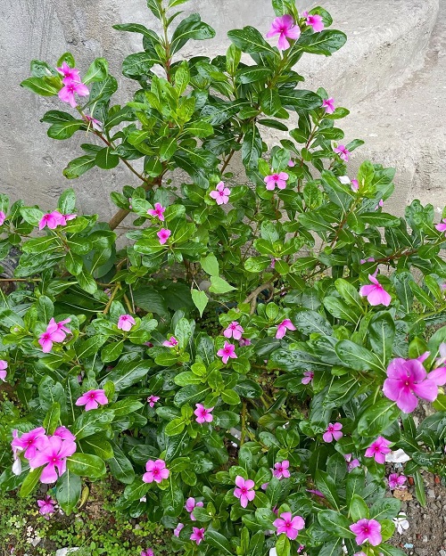 Sadabahar Ka Phool 2