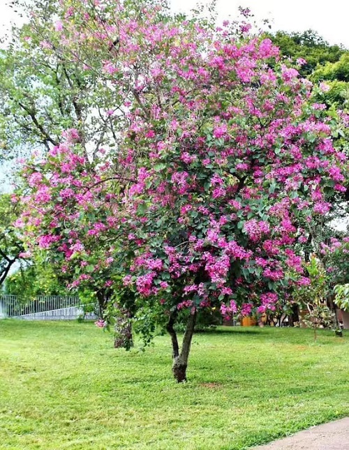 Bauhinia Purpurea